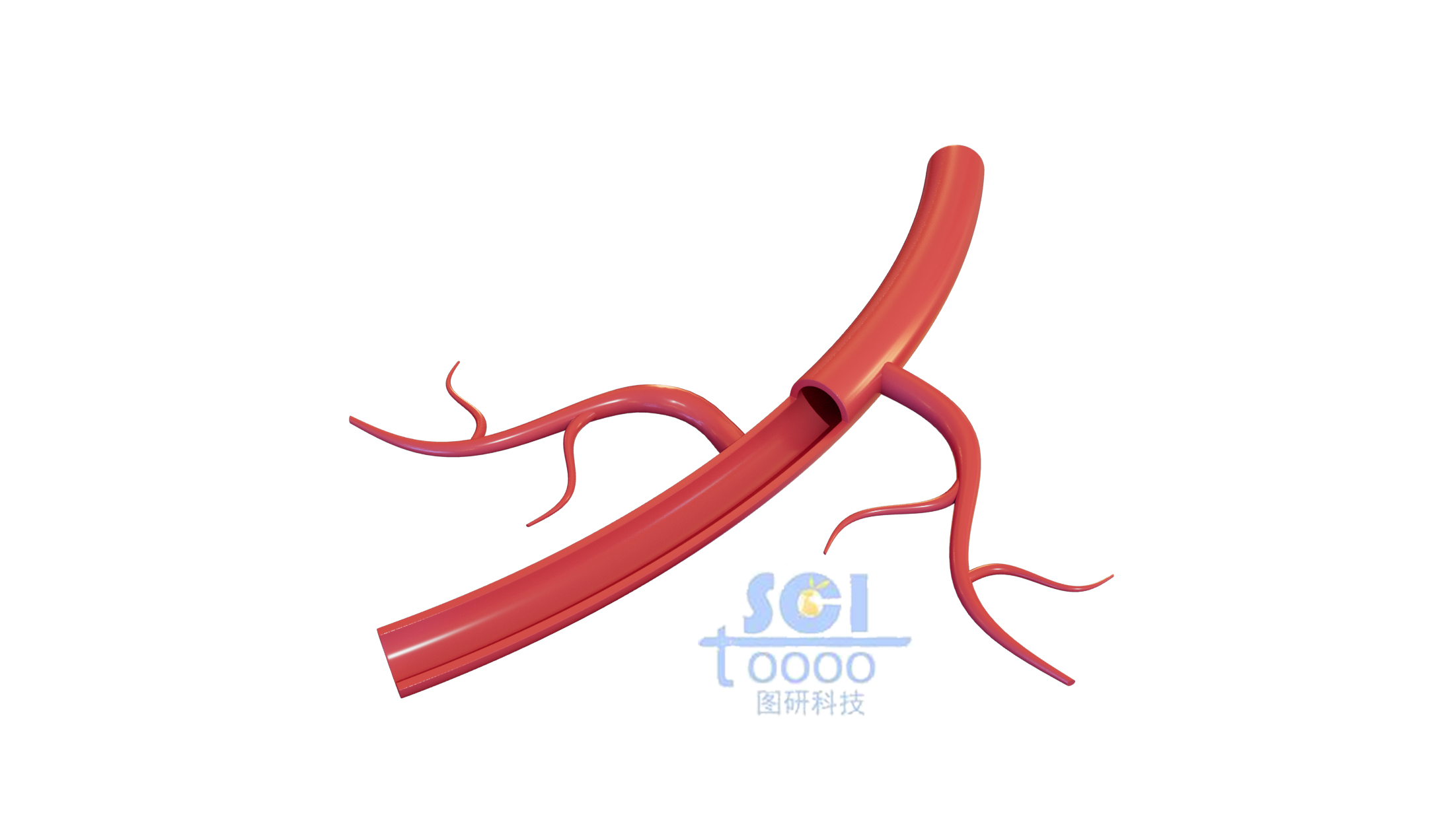 帶分支血管結(jié)構(gòu)