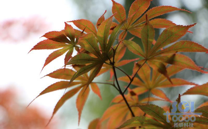 樹素材