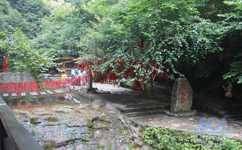 樹(shù)素材