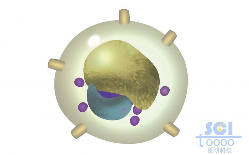 自然殺傷細(xì)胞