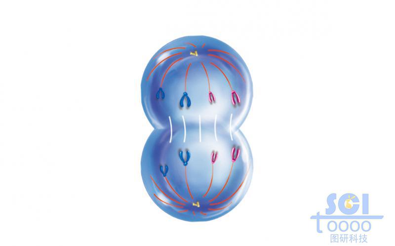 有絲分裂過程中的細(xì)胞