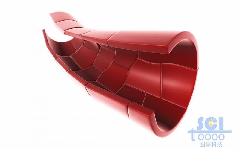 半剖面的血管結構