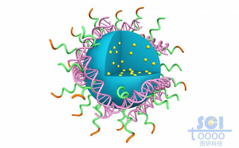 高分子鏈段團聚形成實心納米球表彌漫吸附DNA結(jié)構