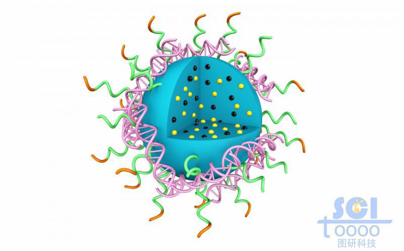 高分子鏈段團聚形成實心納米球表彌漫吸附DNA結(jié)構