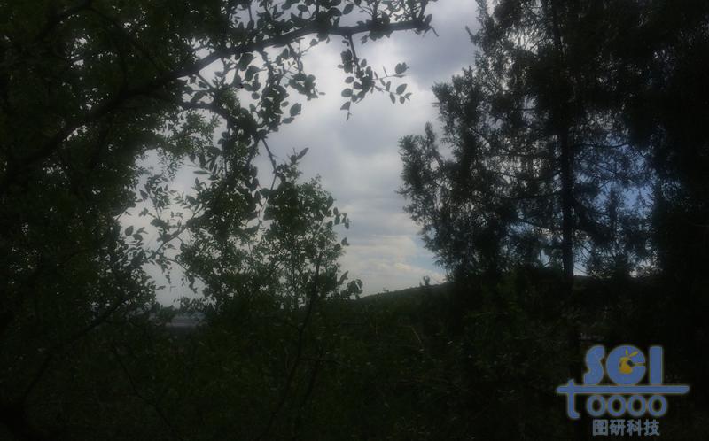 樹(shù)木素材