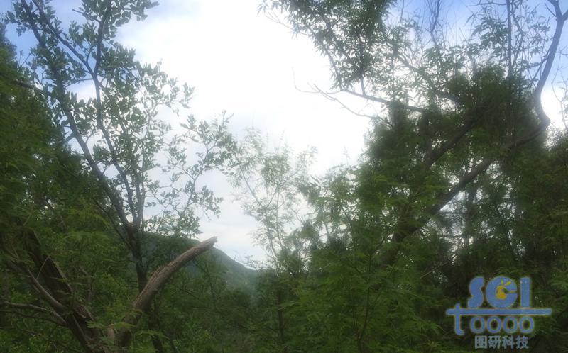 樹(shù)木素材