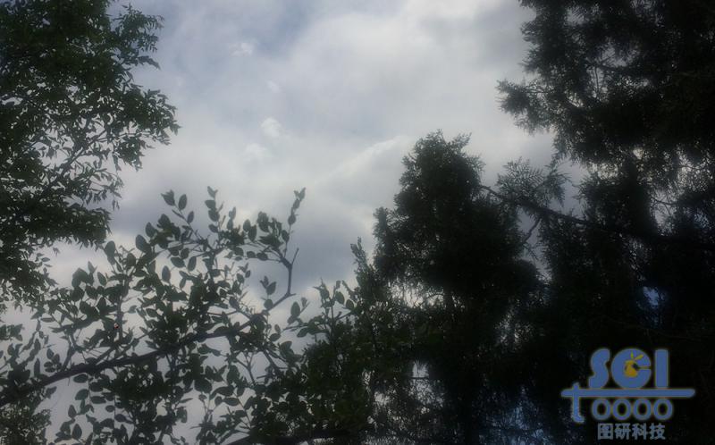 樹(shù)木素材