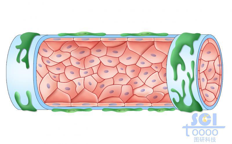 淋巴管內(nèi)壁