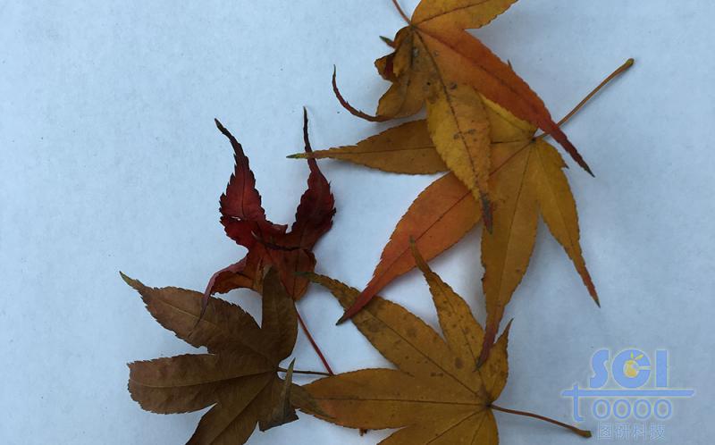 樹(shù)葉素材