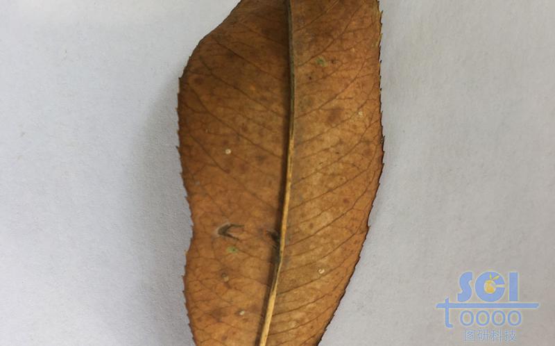 樹(shù)葉素材