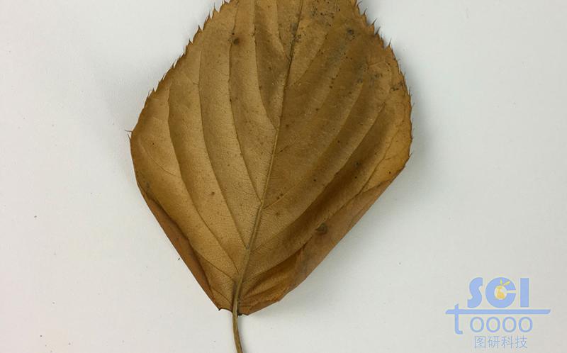 樹(shù)葉素材