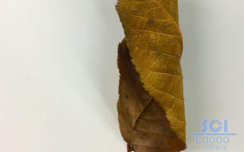 樹(shù)葉素材