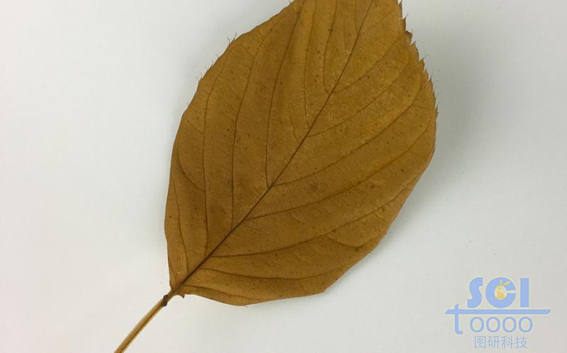 樹(shù)葉素材