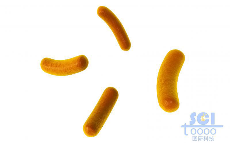 細(xì)菌結(jié)構(gòu)