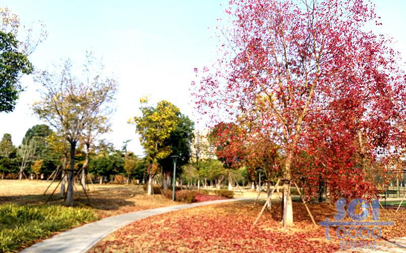 樹(shù)素材